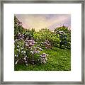 Pink Lilac Framed Print