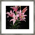 Pink Lilies At Night Framed Print