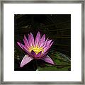 Pink Lotus Flower On Lily Pad Framed Print