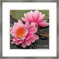 Pink Lotus Pair Framed Print