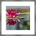 Pink Water Lily Framed Print