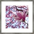 Pink Magnolia Framed Print