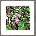 Pink Morning Glory Framed Print