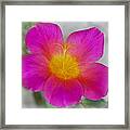 Pink Moss Rose 1 Framed Print