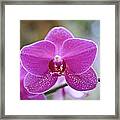 Pink Orchid Framed Print