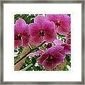 Pink Orchids Framed Print