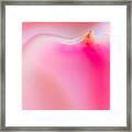 Pink Petal Framed Print