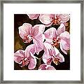 Pink Phalaenopiss Orchids Framed Print