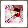 Pink Pie Plate Hibiscus Framed Print