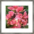 Pink Poinsettia Butterfly Framed Print