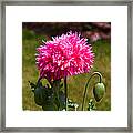 Pink Poppy Framed Print