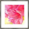 Pink Framed Print