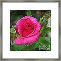 Pink Rose Beauty In The Garden Framed Print