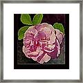 Pink Rose Card Framed Print