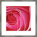 Pink Rose Dof Framed Print