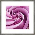 Pink Rose Folded To Perfection Framed Print