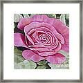 Pink Rose Framed Print