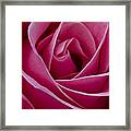 Pink Rose Petals Framed Print