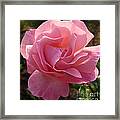 Pink Rose Framed Print