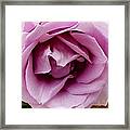 Pink Rose Framed Print