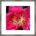 Pink Rose Series 114 Framed Print