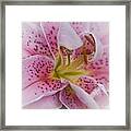 Pink Spotted Lily Framed Print