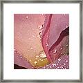 Pink Tea Rose 02 Framed Print