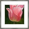 Pink Tulip Calyx 1 Framed Print