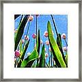 Pink Tulips From The Bottom Up Framed Print