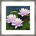 Pink Water Lilies - Oil Painting On Canvas Framed Print