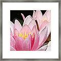 Pink Water Lily Framed Print