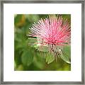 Pink Wisps Framed Print