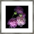 Pinkalicius Ranunculus... Pink For Framed Print