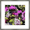 Pinkish Purple Orchids Framed Print