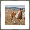 Pinto Horses On The Front Range Framed Print
