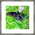 Pipevine Swallowtail Hanging On Framed Print