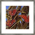 Pismo Monarchs Framed Print