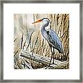 Place Of The Blue Heron Framed Print