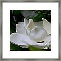 Plain Magnolia Framed Print