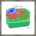 Plant Cell Framed Print