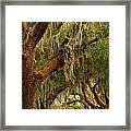 Plantation Oak Trees Framed Print