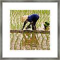 Planting Rice Framed Print