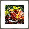 Plants Aglow Framed Print