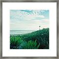 Plants On The Beach, Fort Tilden Beach Framed Print