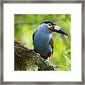 Plate-billed Mountain-toucan Bellavista Framed Print