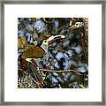 Plate-billed Mountain Toucan Feeding Framed Print