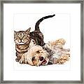 Playful Dog And Cat Laying Together Framed Print