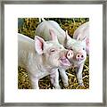Playful Piggies Framed Print