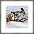 Playful Tiger Framed Print