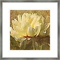 Pleasing Peony Framed Print